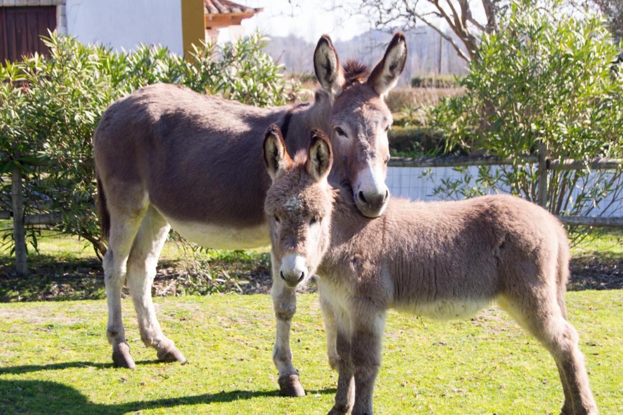 Quinta Da Alcaidaria Mor Villa Ourém Eksteriør bilde